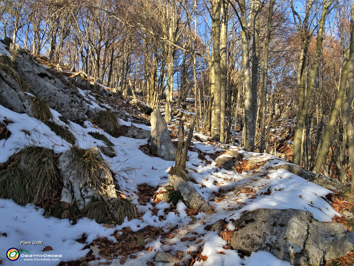 48 In decisa-ripida salita in faggeta  per il Monte Poieto.JPG